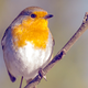 Image for article titled Robins Can Actually See Magnetic Fields (But Only in One Eye)